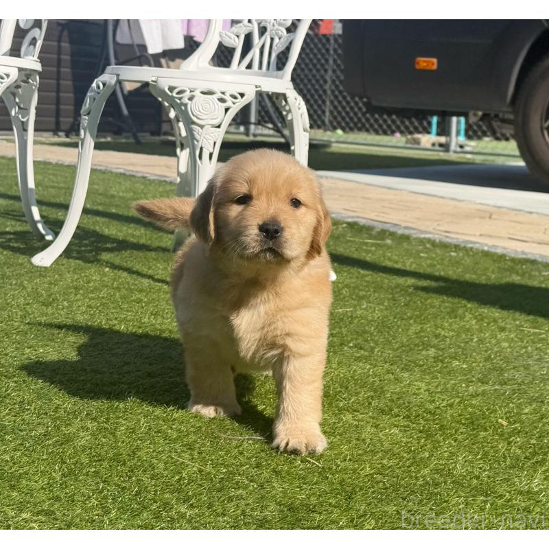 販売中の埼玉県のゴールデンレトリーバー-446074の4枚目