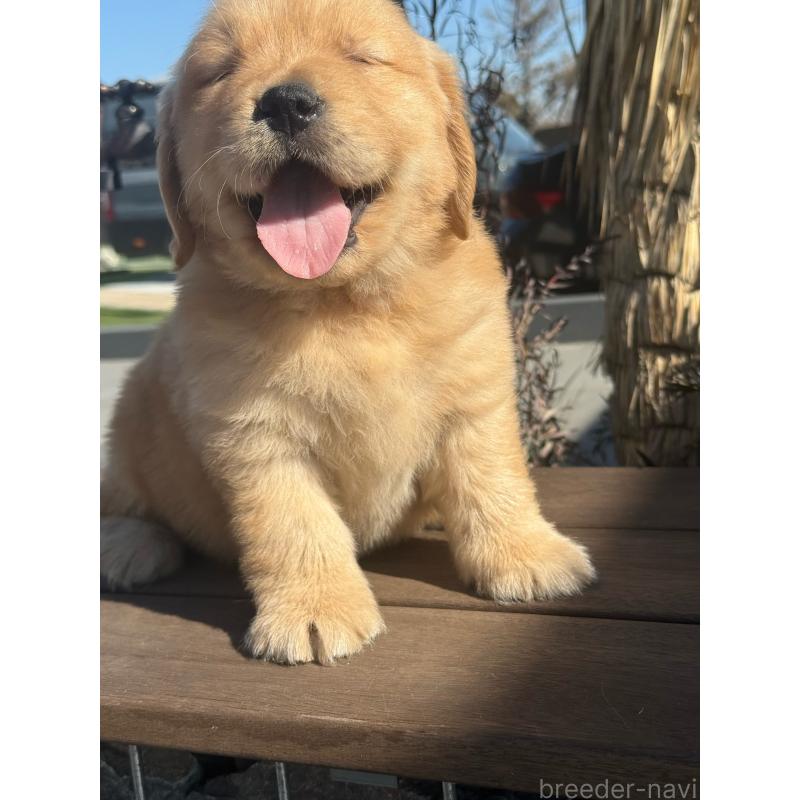 販売中の埼玉県のゴールデンレトリーバー-446074の3枚目