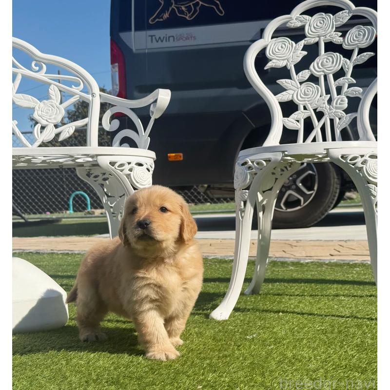 販売中の埼玉県のゴールデンレトリーバー-446074の2枚目