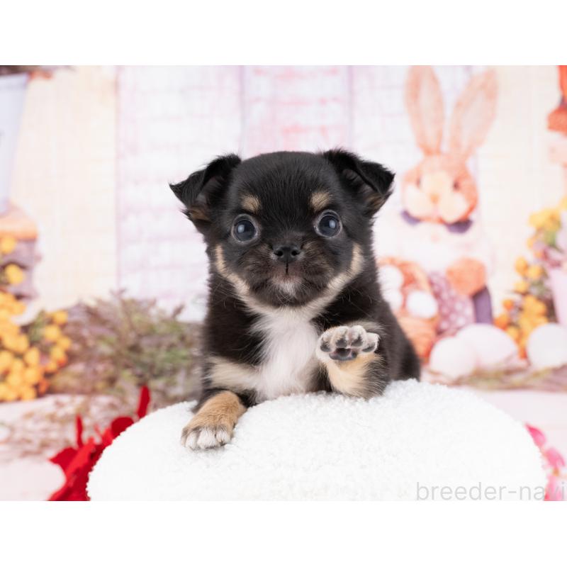 販売中の岐阜県のチワワ(ロングコート)-446075の7枚目