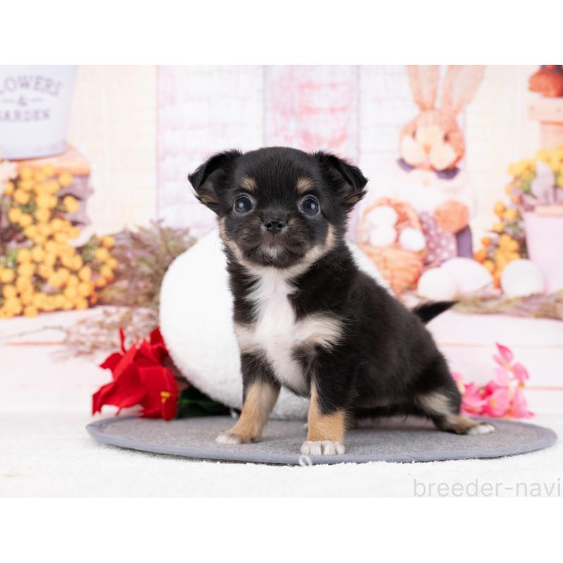 販売中の岐阜県のチワワ(ロングコート)-446075の5枚目