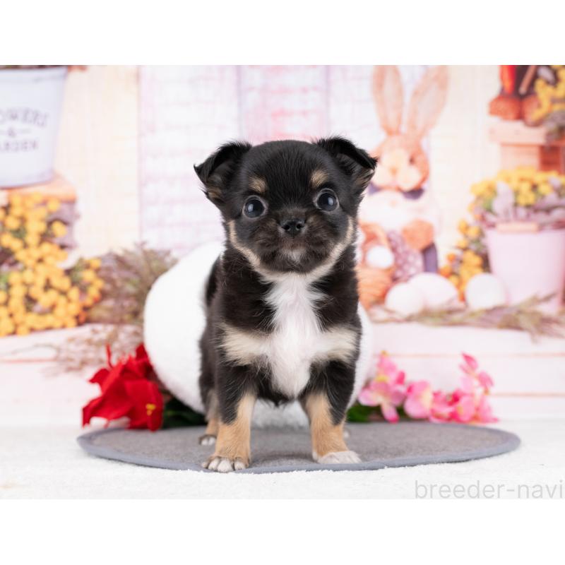 販売中の岐阜県のチワワ(ロングコート)-446075の4枚目