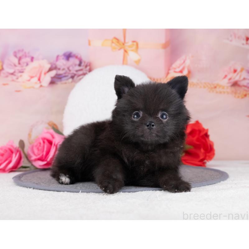 販売中の岐阜県のポメラニアン-446076の7枚目