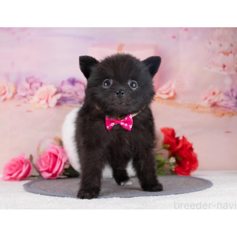 販売中の岐阜県のポメラニアン-446076の6枚目