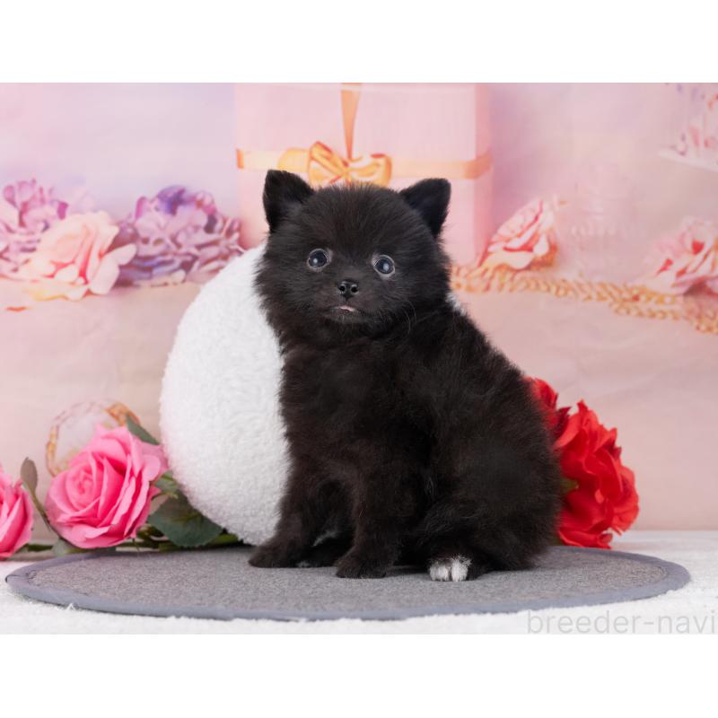 販売中の岐阜県のポメラニアン-446076の5枚目