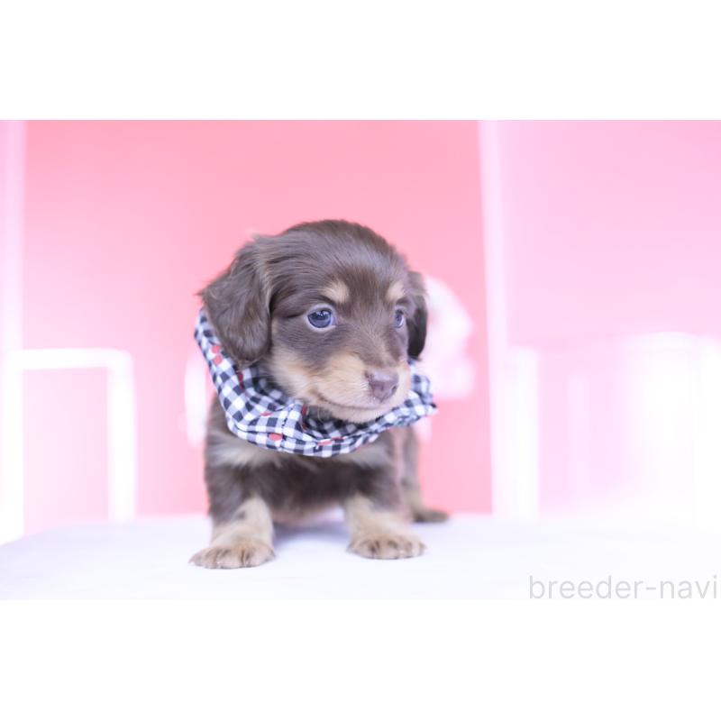 販売中の愛知県のカニンヘンダックスフンド(ロングヘアード)-446078の13枚目