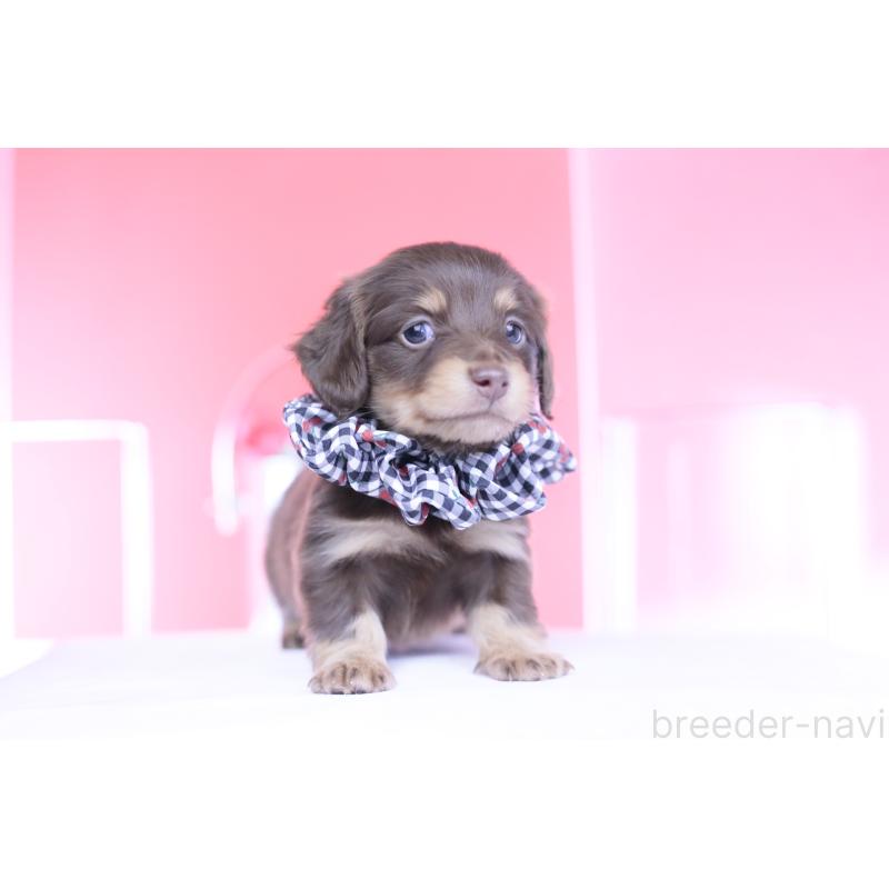 販売中の愛知県のカニンヘンダックスフンド(ロングヘアード)-446078の11枚目