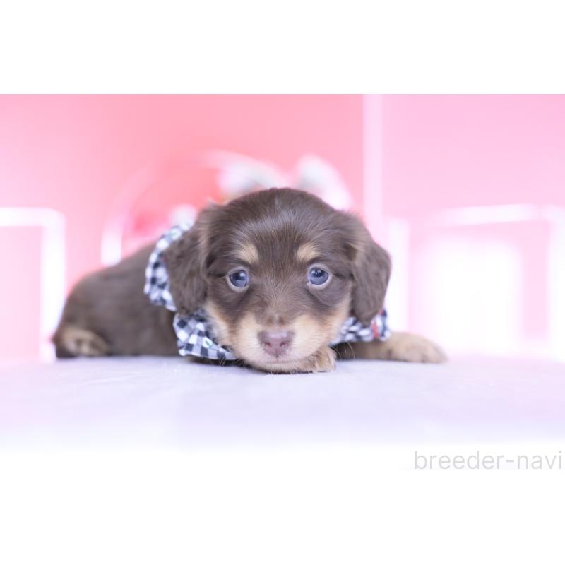 販売中の愛知県のカニンヘンダックスフンド(ロングヘアード)-446078の4枚目