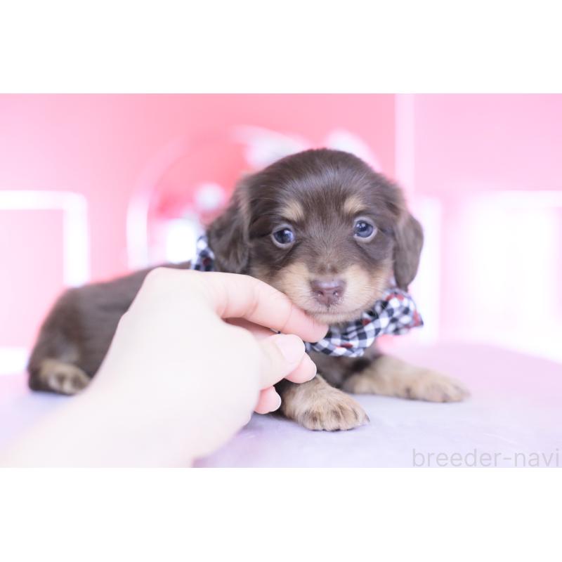 販売中の愛知県のカニンヘンダックスフンド(ロングヘアード)-446078の3枚目