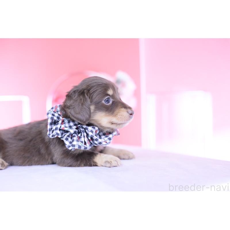 販売中の愛知県のカニンヘンダックスフンド(ロングヘアード)-446078の2枚目