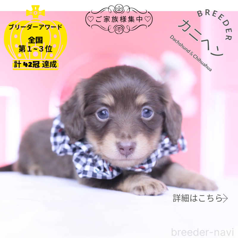 販売中の愛知県のカニンヘンダックスフンド(ロングヘアード)-446078