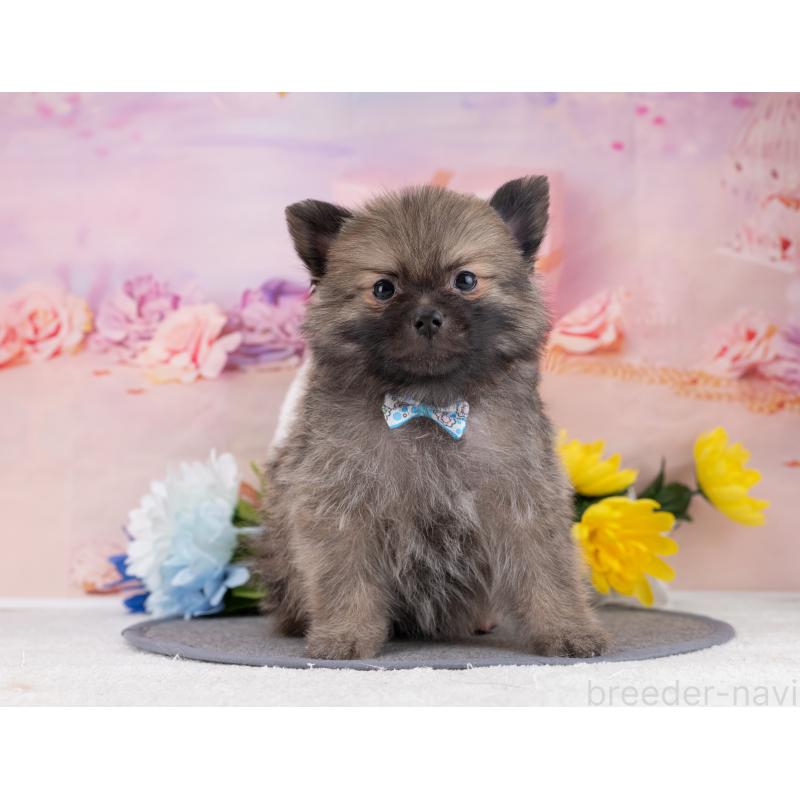 販売中の岐阜県のポメラニアン-446077の7枚目