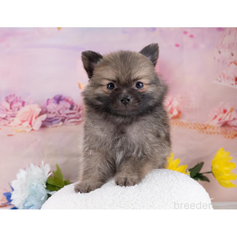 販売中の岐阜県のポメラニアン-446077の6枚目