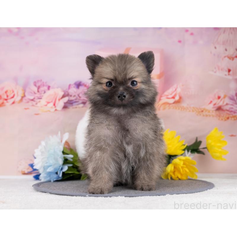 販売中の岐阜県のポメラニアン-446077の5枚目