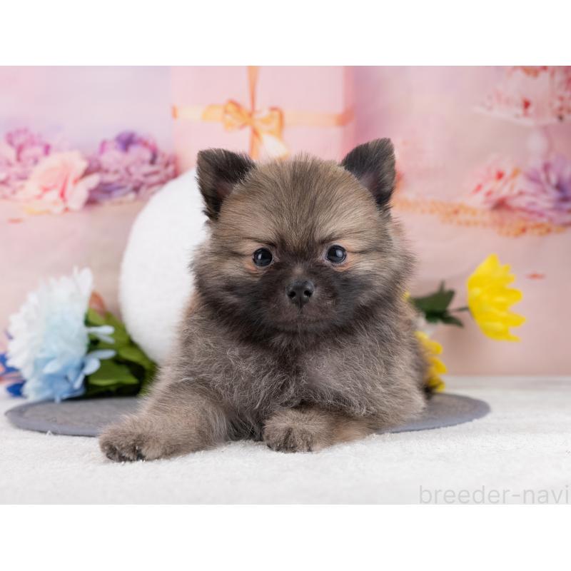 販売中の岐阜県のポメラニアン-446077の4枚目