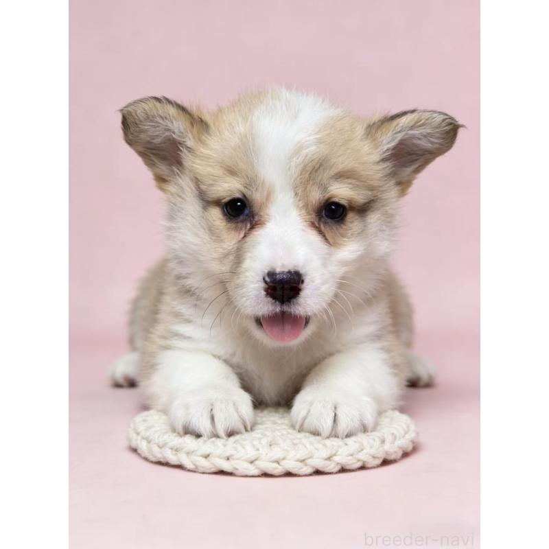 販売中の茨城県のウェルシュコーギーペンブローク-443041