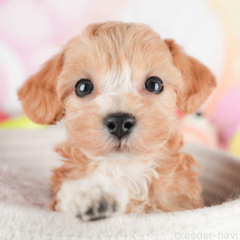 販売中の茨城県のマルプー:マルチーズ×トイプードル-446109の1枚目