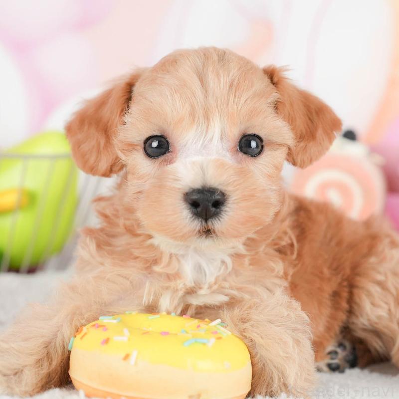 販売中の茨城県のマルプー:マルチーズ×トイプードル-446109の8枚目