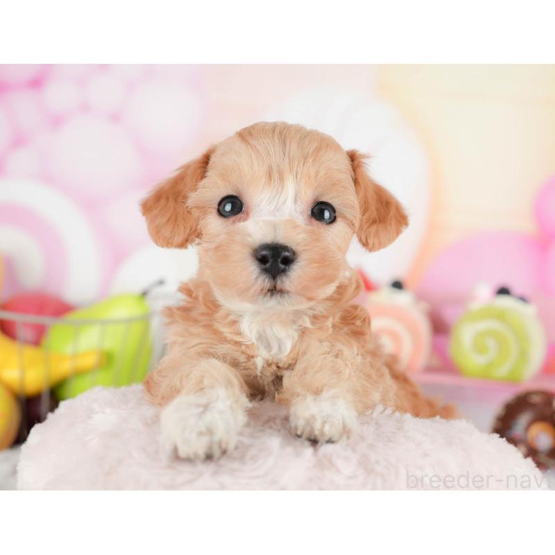 販売中の茨城県のマルプー:マルチーズ×トイプードル-446109の6枚目