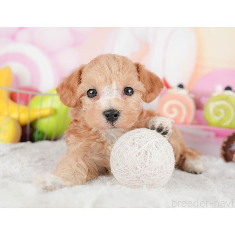 販売中の茨城県のマルプー:マルチーズ×トイプードル-446109の5枚目