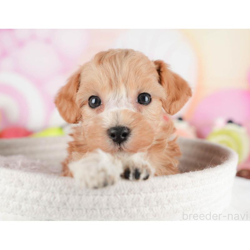 販売中の茨城県のマルプー:マルチーズ×トイプードル-446109の4枚目