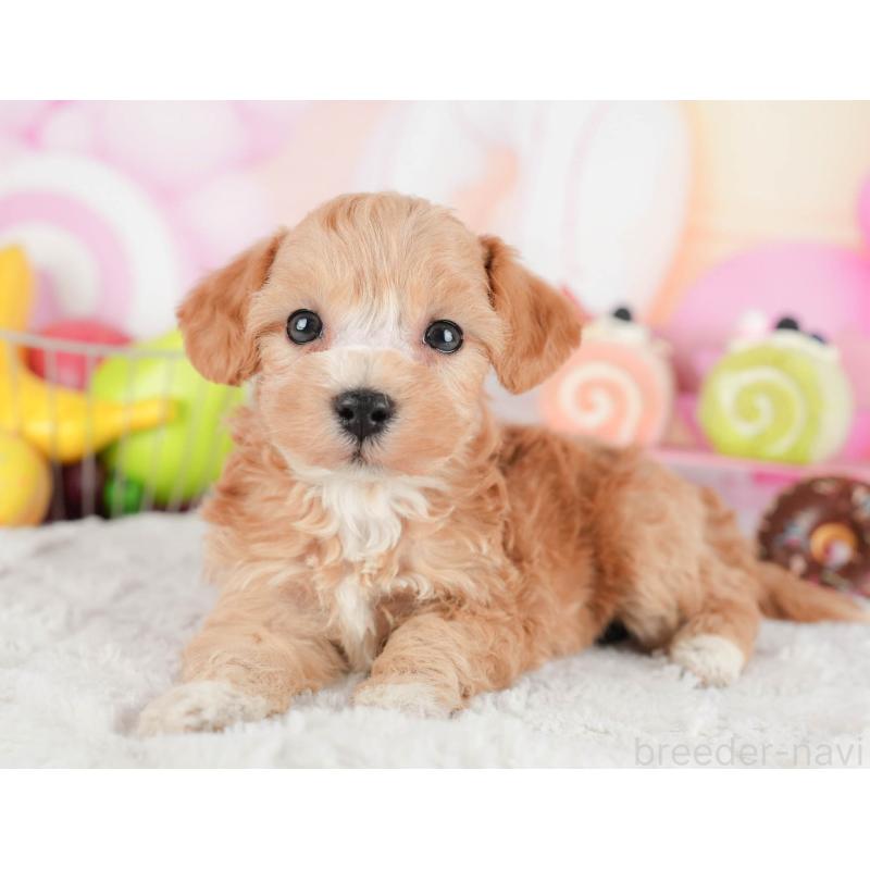 販売中の茨城県のマルプー:マルチーズ×トイプードル-446109の3枚目