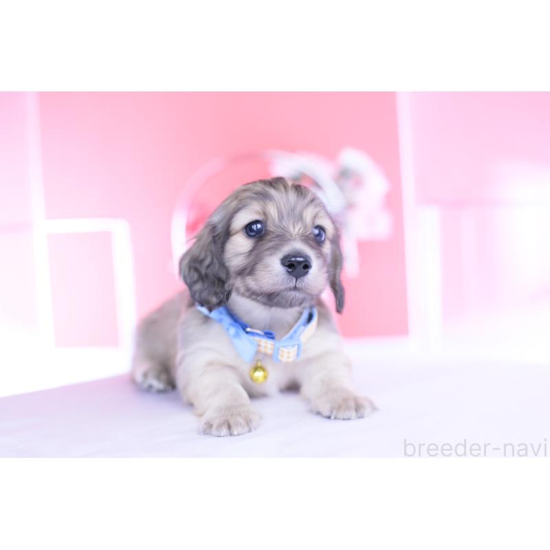 販売中の愛知県のカニンヘンダックスフンド(ロングヘアード)-446079の13枚目