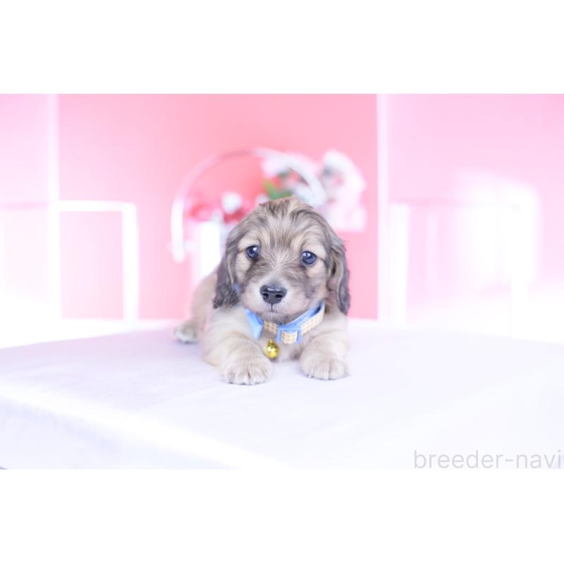 販売中の愛知県のカニンヘンダックスフンド(ロングヘアード)-446079の11枚目