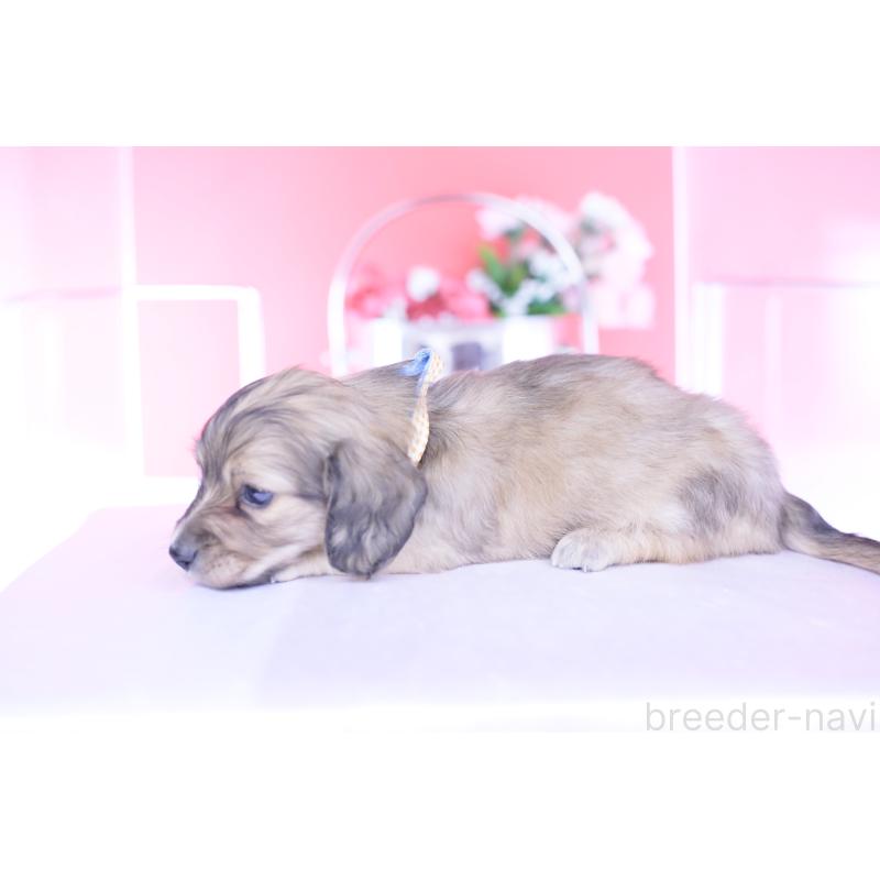 販売中の愛知県のカニンヘンダックスフンド(ロングヘアード)-446079の9枚目