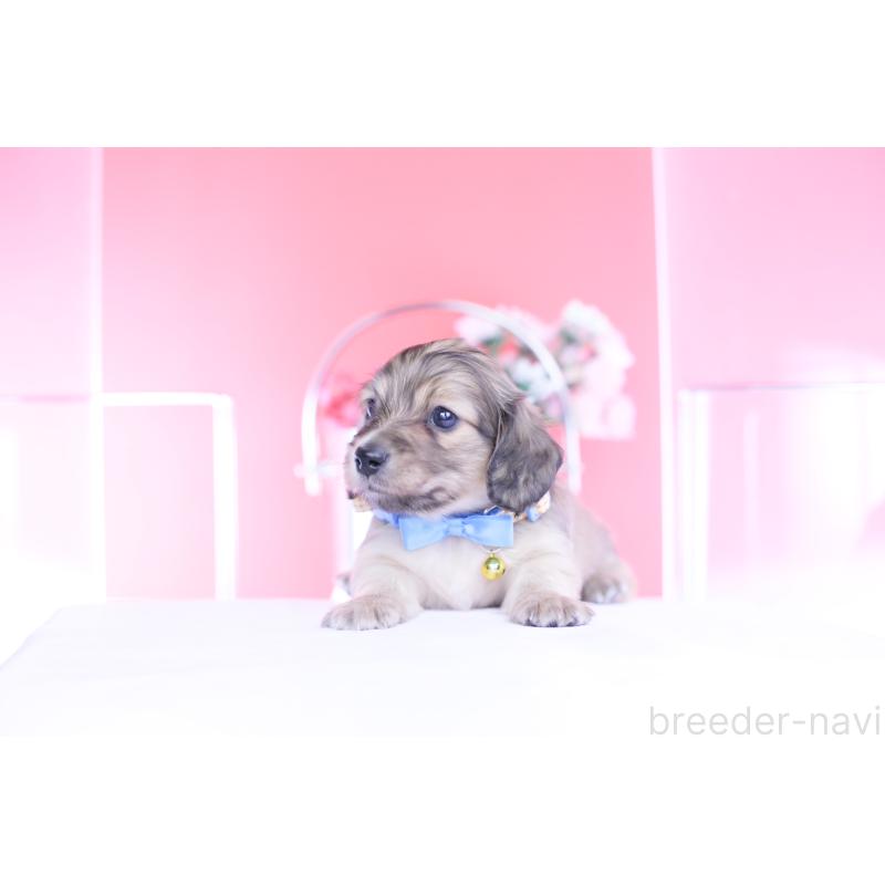 販売中の愛知県のカニンヘンダックスフンド(ロングヘアード)-446079の8枚目