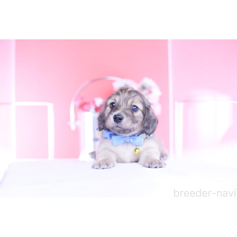 販売中の愛知県のカニンヘンダックスフンド(ロングヘアード)-446079の7枚目