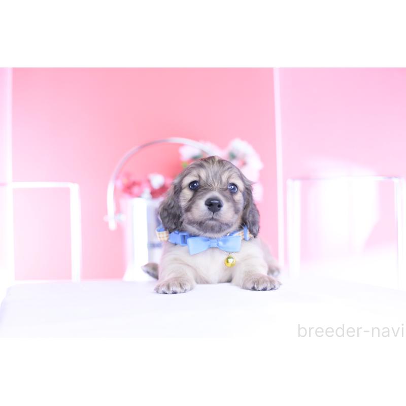 販売中の愛知県のカニンヘンダックスフンド(ロングヘアード)-446079の6枚目