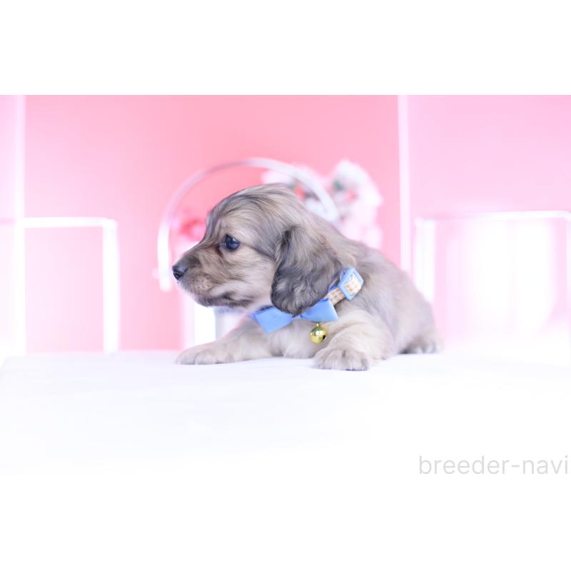 販売中の愛知県のカニンヘンダックスフンド(ロングヘアード)-446079の5枚目