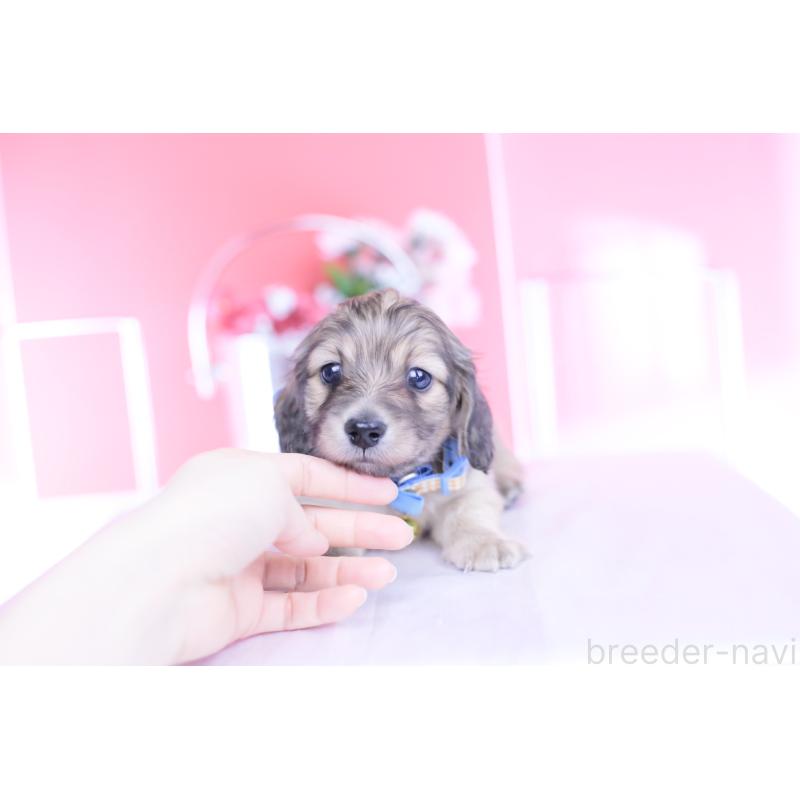 販売中の愛知県のカニンヘンダックスフンド(ロングヘアード)-446079の4枚目