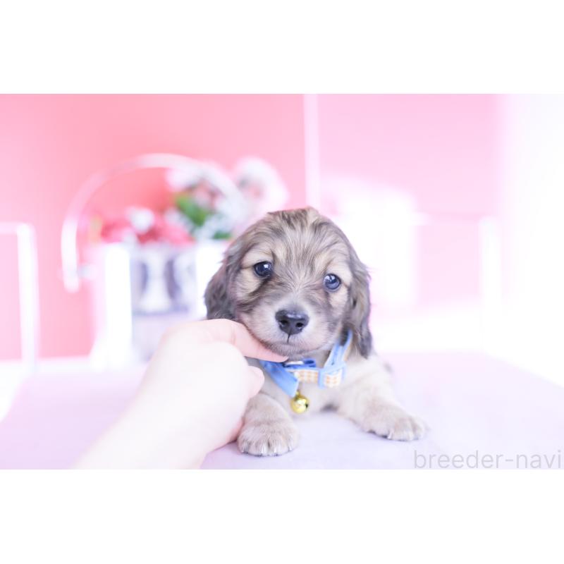 販売中の愛知県のカニンヘンダックスフンド(ロングヘアード)-446079の3枚目