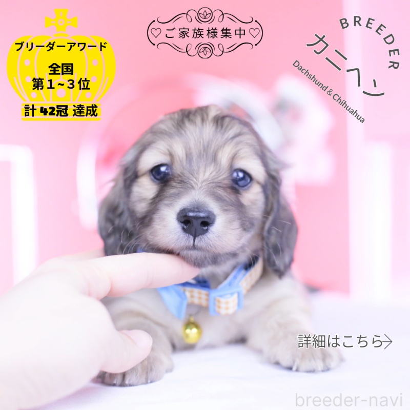 販売中の愛知県のカニンヘンダックスフンド(ロングヘアード)-446079