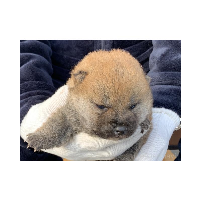 販売中の長崎県の柴犬-446081の5枚目