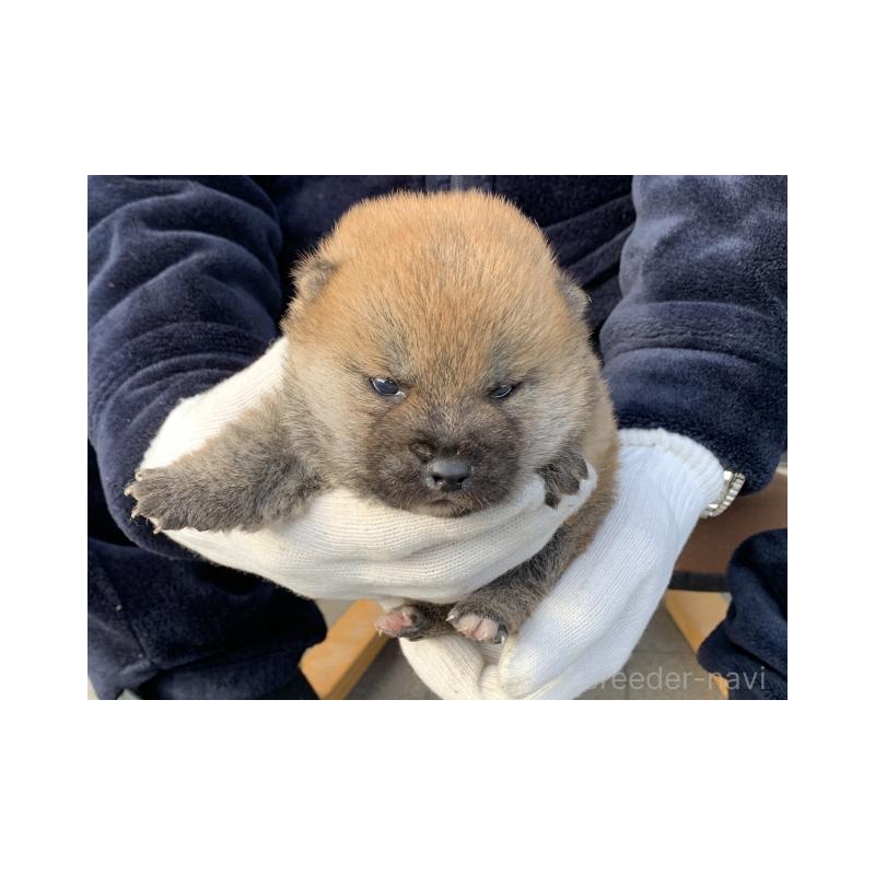 販売中の長崎県の柴犬-446081の3枚目