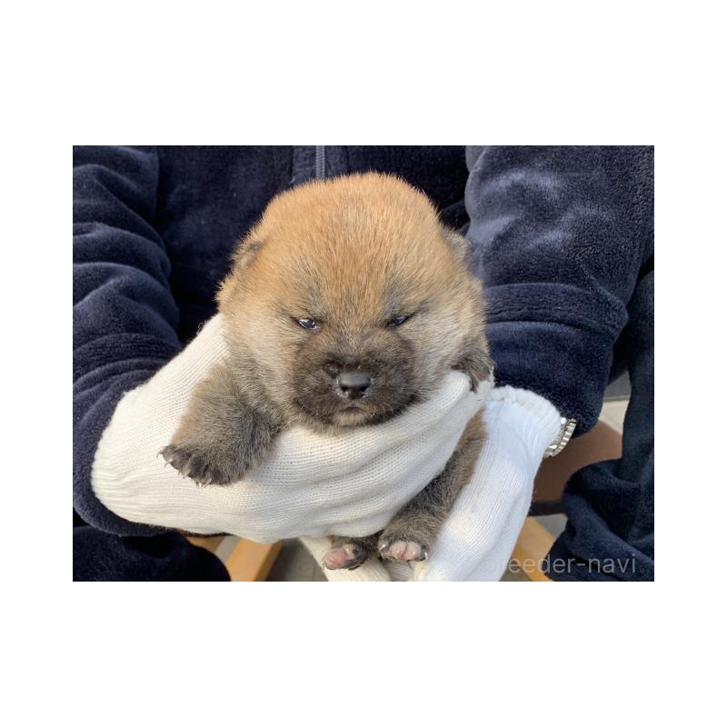 販売中の長崎県の柴犬-446081の2枚目