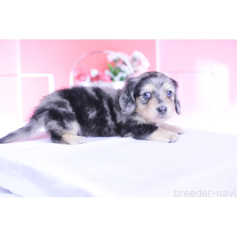 販売中の愛知県のカニンヘンダックスフンド(ロングヘアード)-446084の13枚目