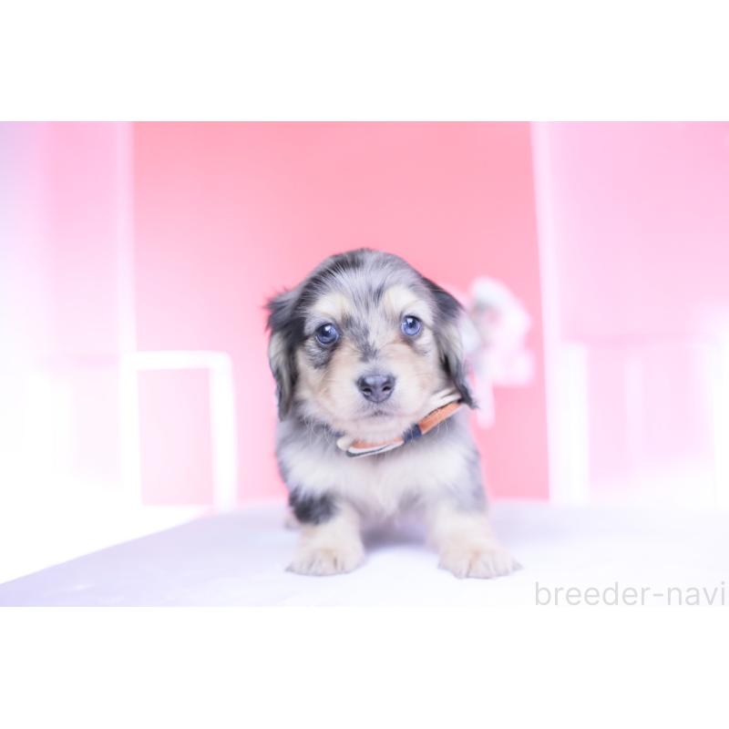 販売中の愛知県のカニンヘンダックスフンド(ロングヘアード)-446084の12枚目