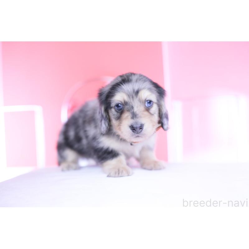 販売中の愛知県のカニンヘンダックスフンド(ロングヘアード)-446084の11枚目