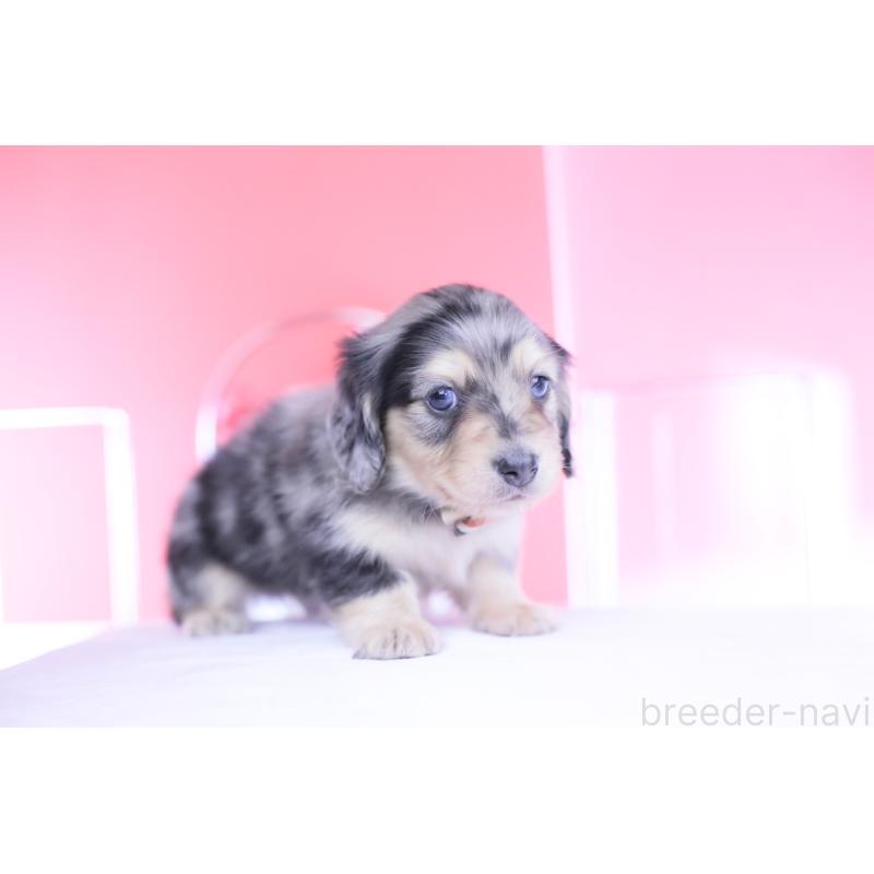 販売中の愛知県のカニンヘンダックスフンド(ロングヘアード)-446084の10枚目