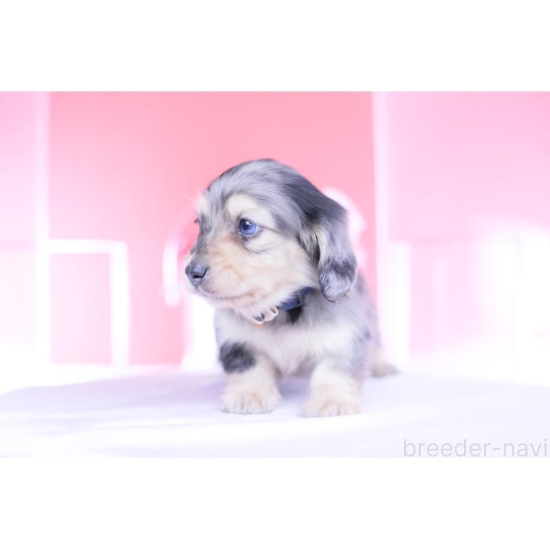 販売中の愛知県のカニンヘンダックスフンド(ロングヘアード)-446084の8枚目