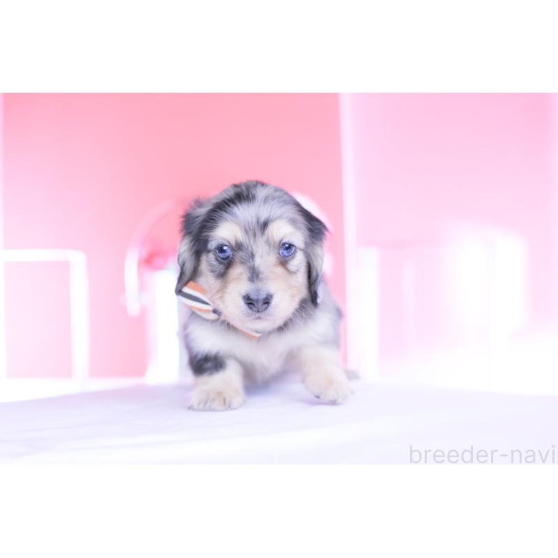 販売中の愛知県のカニンヘンダックスフンド(ロングヘアード)-446084の7枚目