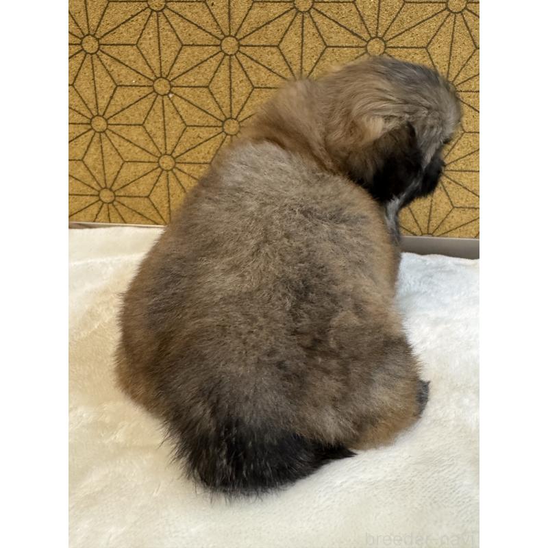 販売中の静岡県のペキニーズ-446082の4枚目