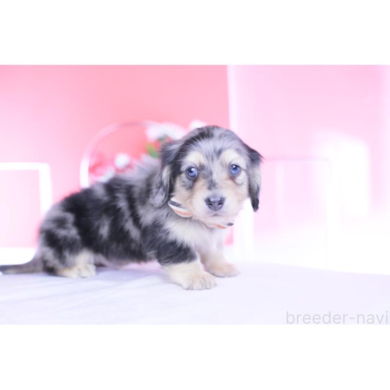 販売中の愛知県のカニンヘンダックスフンド(ロングヘアード)-446084の2枚目