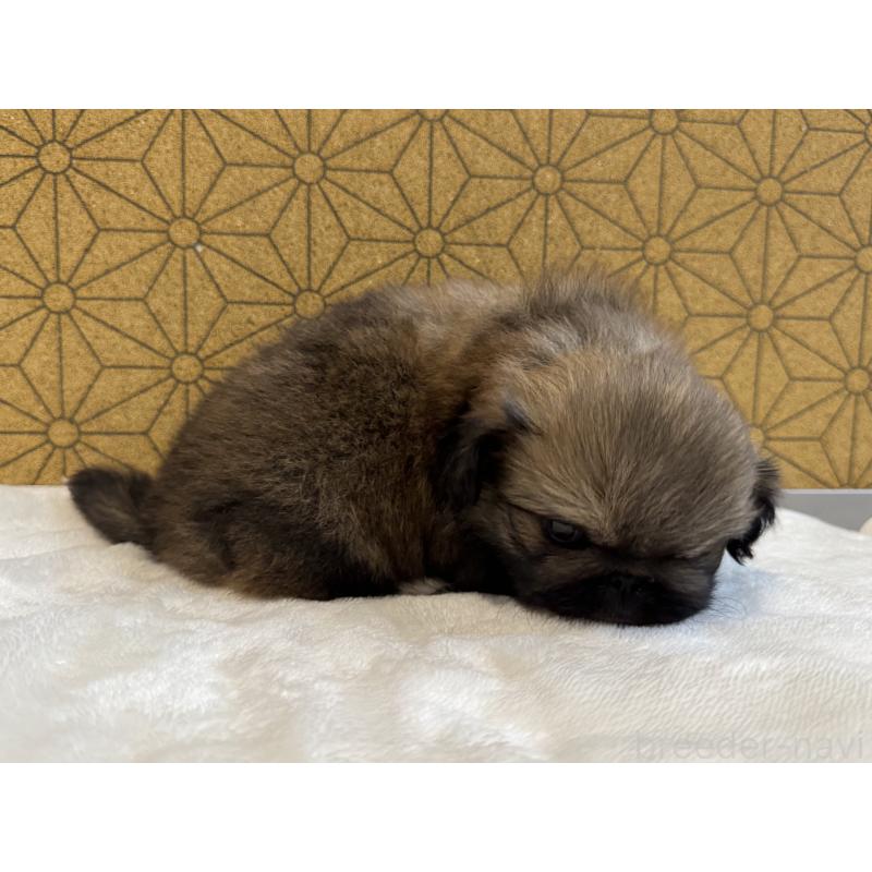 販売中の静岡県のペキニーズ-446082の3枚目