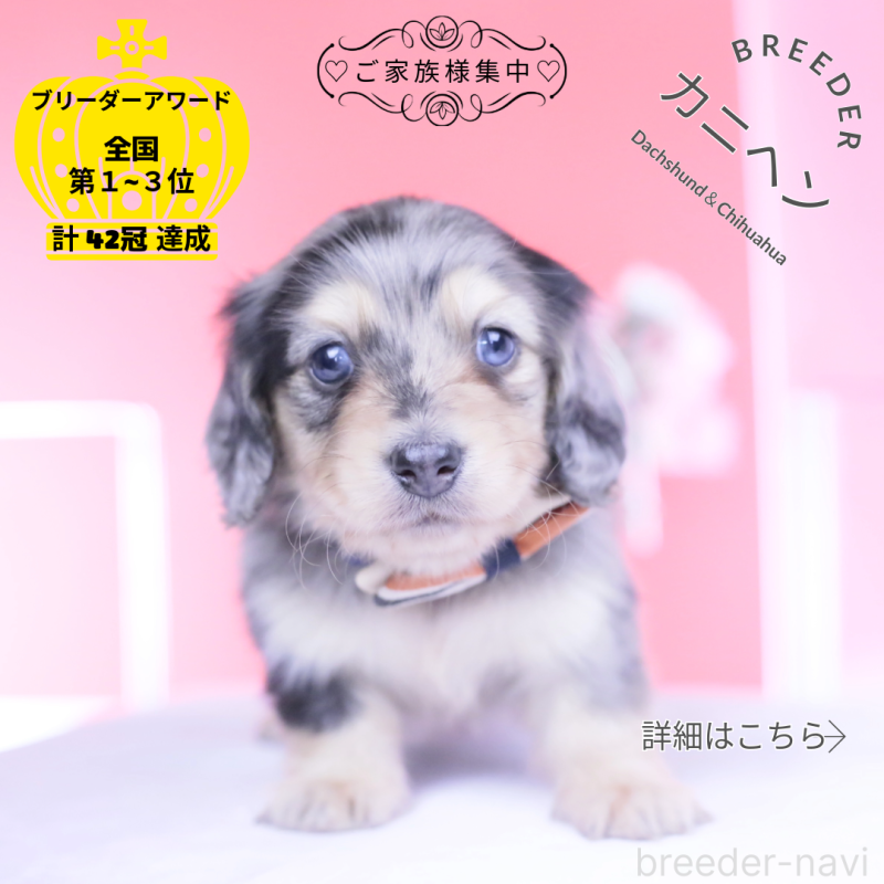 販売中の愛知県のカニンヘンダックスフンド(ロングヘアード)-446084