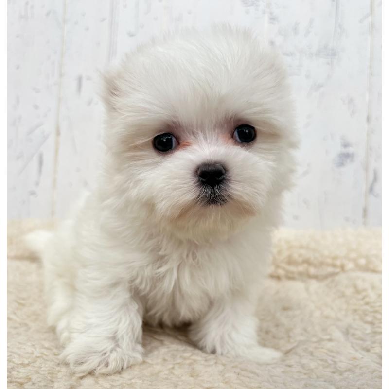 販売中の千葉県のマルチーズ-446083の1枚目